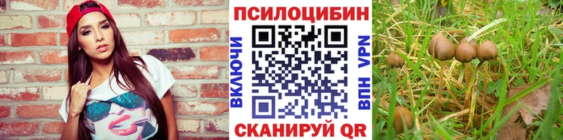 shop Telegram  Маркс  Псилоцибиновые грибы Psilocybine cubensis 